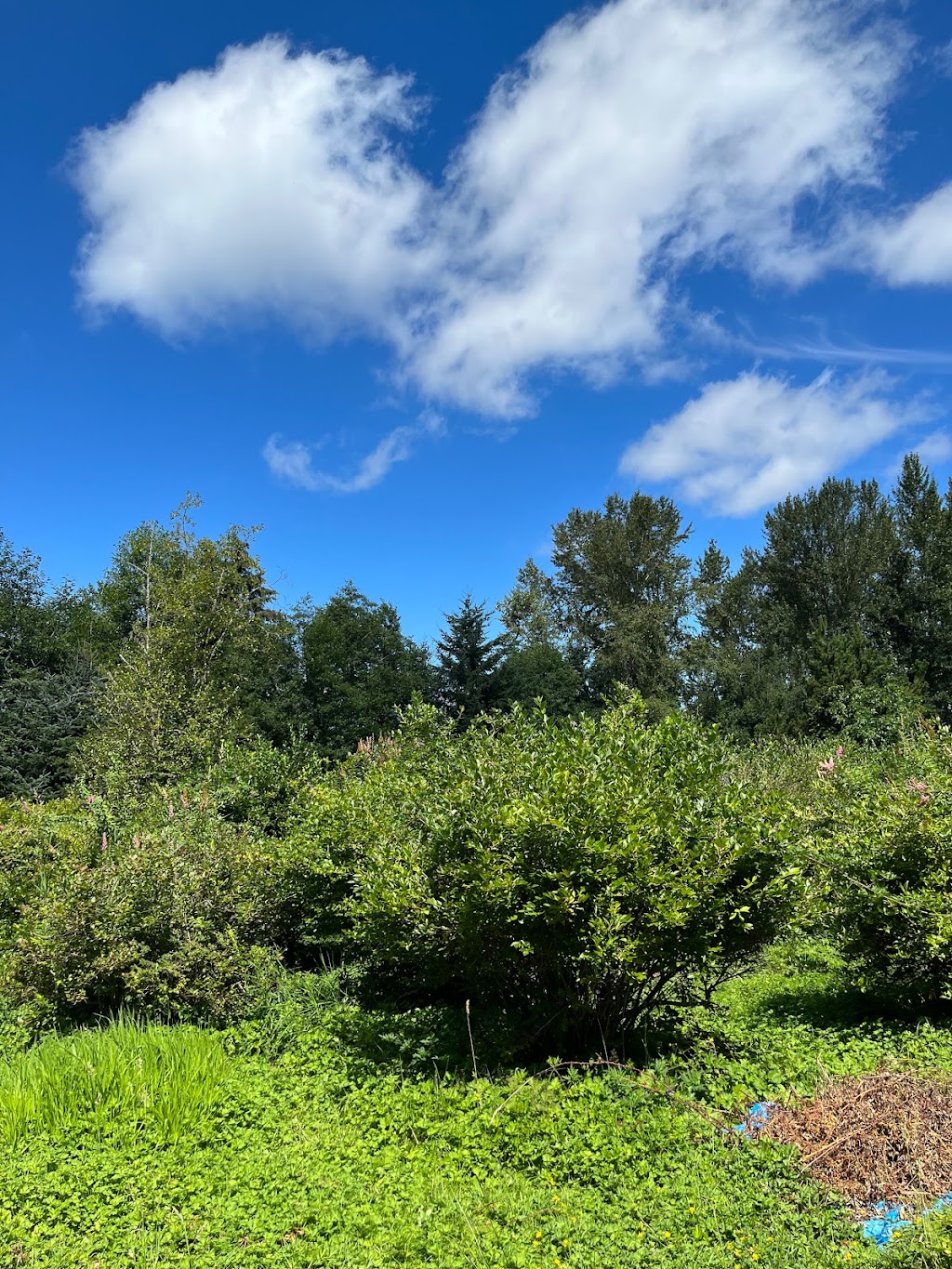 Pine Lake Blueberry Farm | 21509 SE 28th Ln, Sammamish, WA 98075, USA | Phone: (425) 270-9137