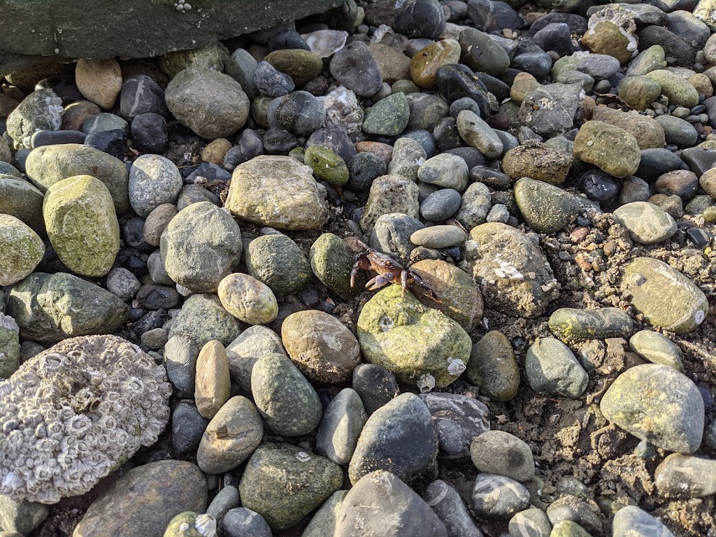 Kopachuck State Park | 10712 56th St NW, Gig Harbor, WA 98335, USA | Phone: (253) 265-3606