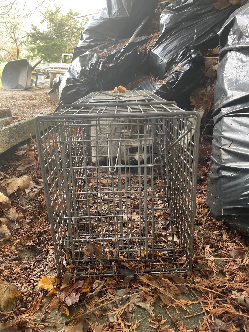 A Bad Critter Raccoon & Squirrel Removal | 931 Old Indian Mills Rd, Tabernacle, NJ 08088, USA | Phone: (609) 374-6794