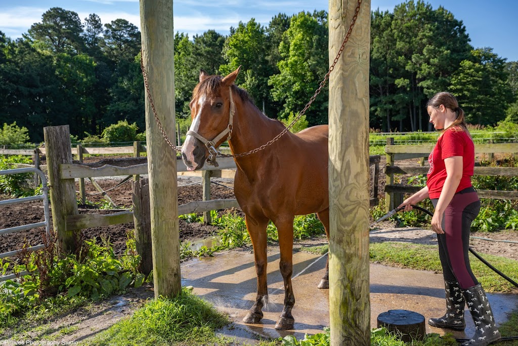 Topline Horse Center - Sunday