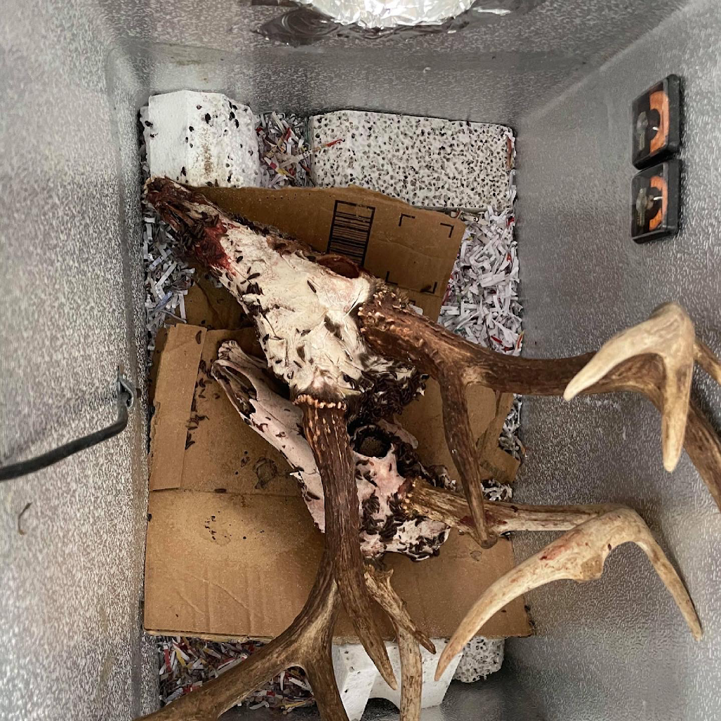 Talias Beetle Bugs | 3544 View St, Bakersfield, CA 93306, USA | Phone: (661) 332-2099