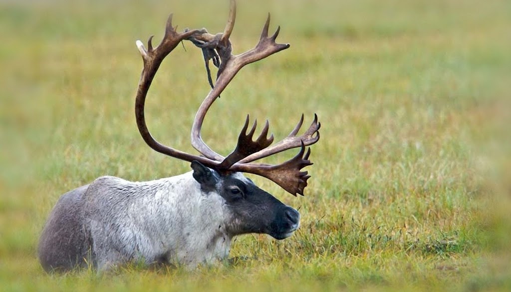 Smallbany Wildlife Control Experts | 818 Livingston Ave, Albany, NY 12206, USA | Phone: (518) 205-9434