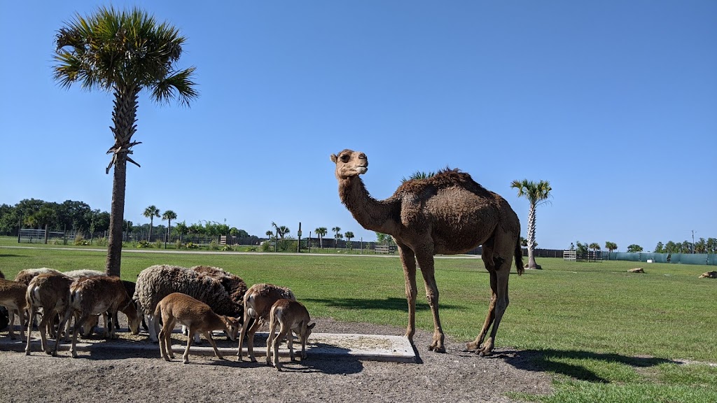 Wild Florida Safari - 3052 Lake Cypress Rd, Kenansville, FL 34739