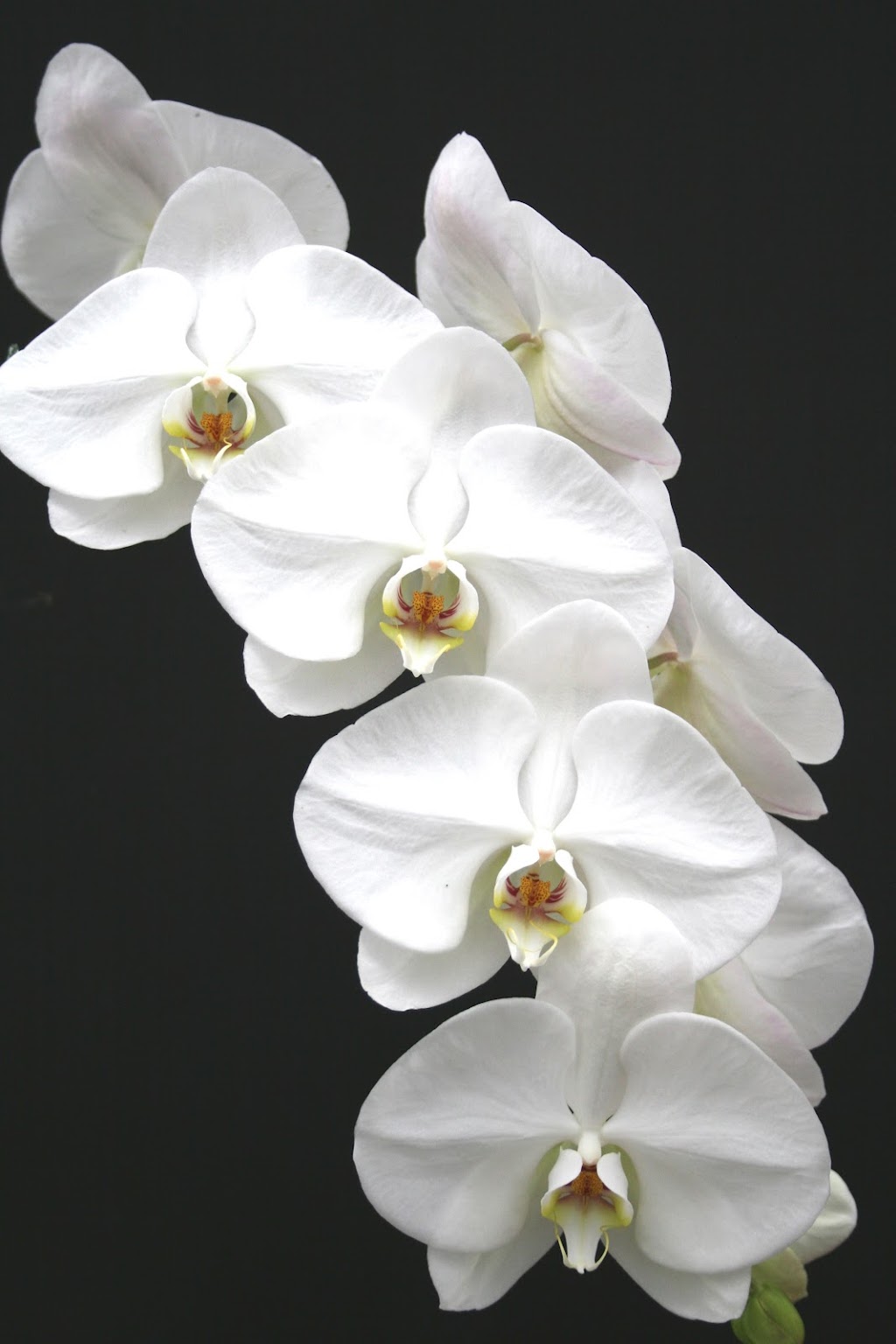 Venamy Orchids | 1460 NY-22, Brewster, NY 10509, USA | Phone: (845) 278-7111