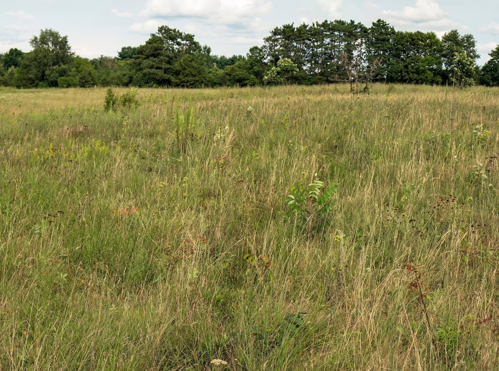 Schluckebier Prairie | Co Rd PF, Prairie Du Sac, WI 53578, USA | Phone: (888) 936-7463