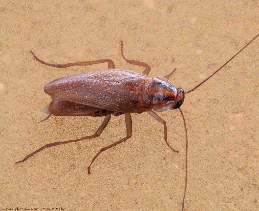 Hearts Pest Management Carlsbad | 3095 Harding St, Carlsbad, CA 92008, USA | Phone: (760) 753-8008