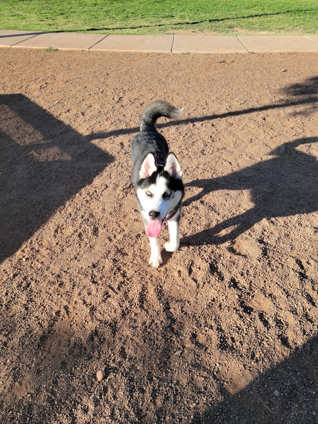 Scotland Yard Dog Park | 9251 W Scotland Ave, Peoria, AZ 85345, USA | Phone: (623) 773-7137