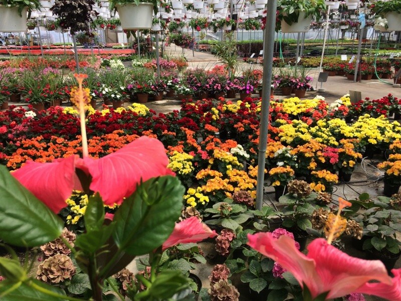 Comiskys Greenhouses Inc. | 115 Manlove Ave, Hightstown, NJ 08520, USA | Phone: (609) 448-1705