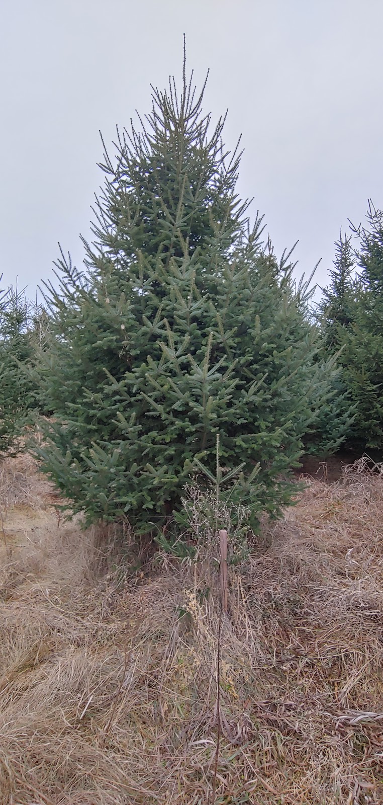 Newell Family Christmas Tree Farm | 22744 Olgilvie, Avenue North, Scandia, MN 55073, USA | Phone: (651) 433-3522