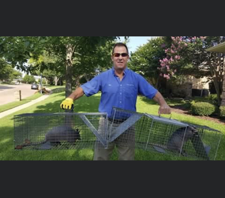 Texas Safe Pest Solutions | 940 Nightingale Dr, Allen, TX 75013, USA | Phone: (972) 672-5848