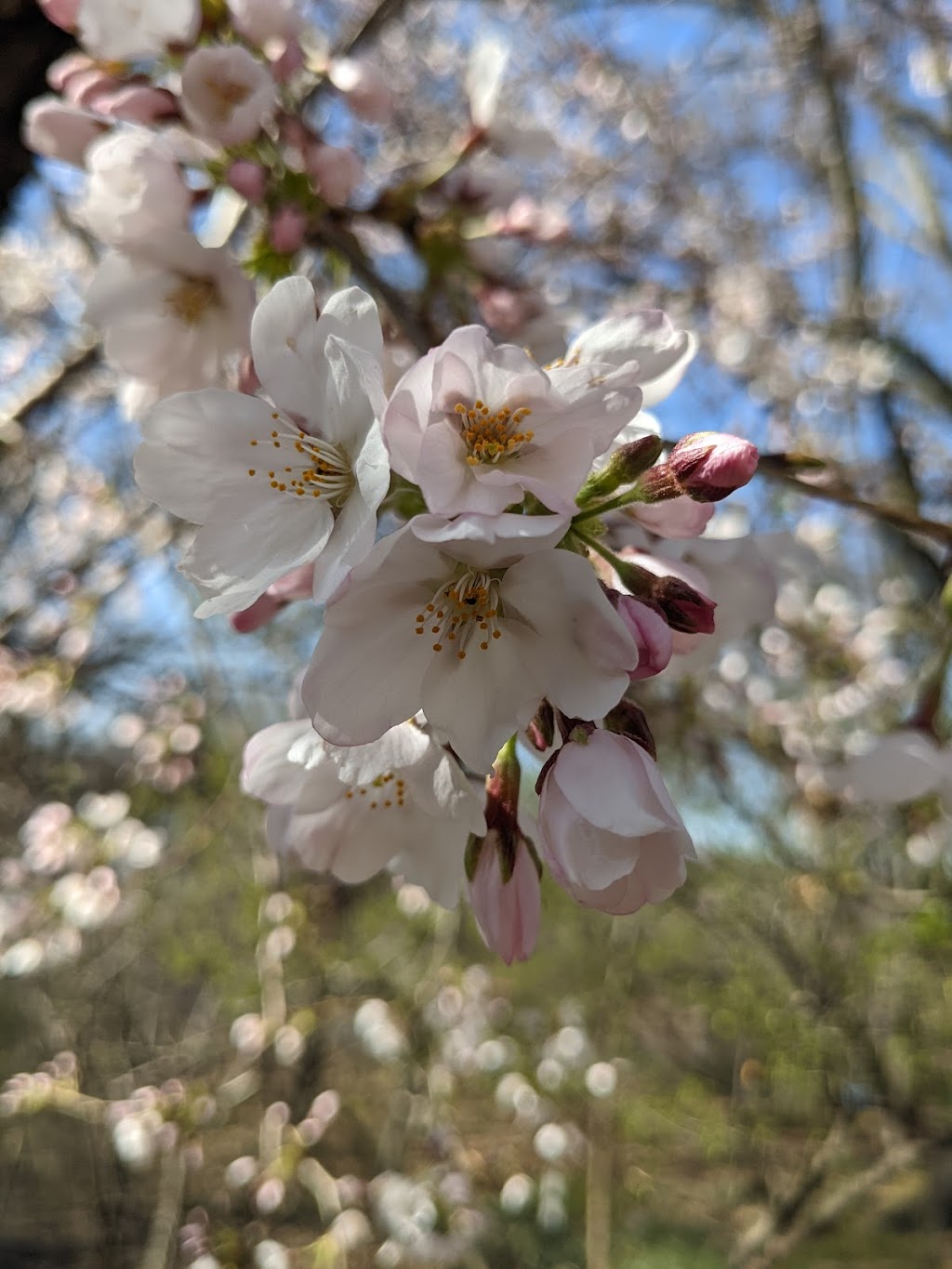 Crabapple Grove Riverside Park | Riverside Dr &, W 91st St, New York, NY 10025, USA | Phone: (212) 870-3070