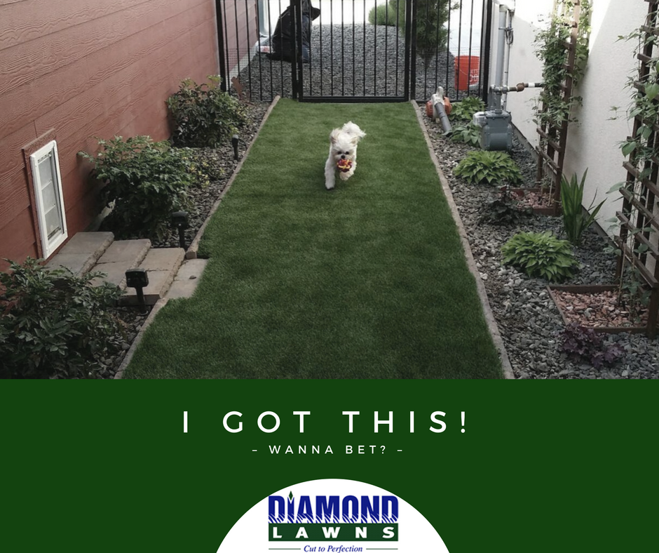 Diamond Lawns | 1235 E McMillan Rd, Meridian, ID 83646, USA | Phone: (208) 484-5568