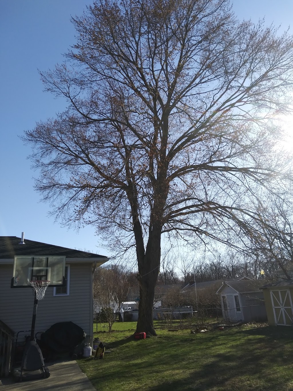 Best Tree Service | 781 Watervliet Shaker Rd, Latham, NY 12110, USA | Phone: (518) 374-5940