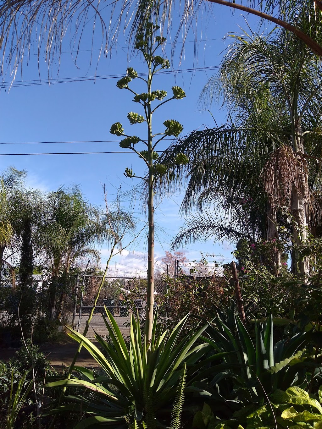 R & C Nursery and Growers | 10901 Wells Ave, Riverside, CA 92505, USA | Phone: (951) 314-6279