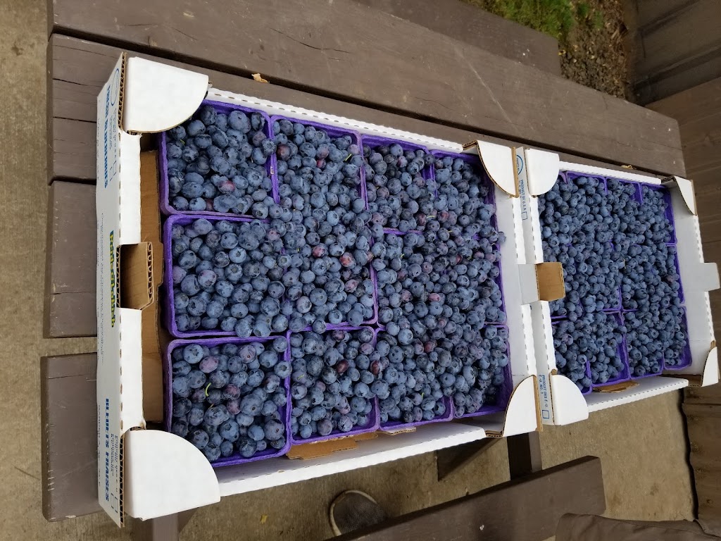 Dan and Annes U-Pick Blueberries | 35501 NE Geer Rd, Newberg, OR 97132, USA | Phone: (503) 625-7689