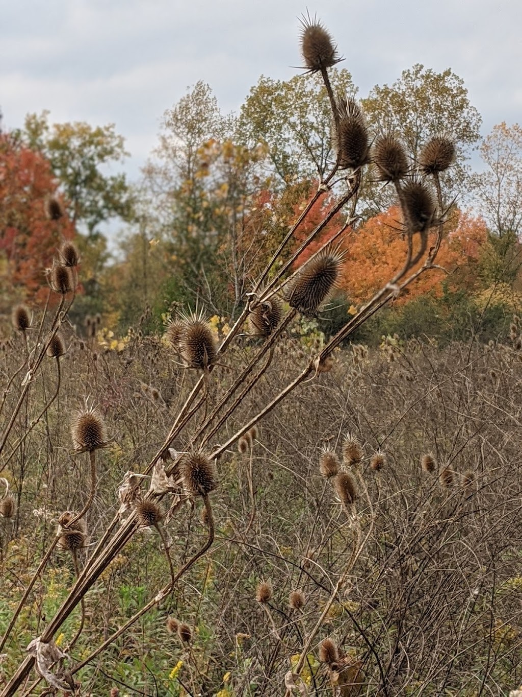 Lower River Rouge Recreation Trail | S Canton Center Rd, Canton, MI 48188, USA | Phone: (734) 394-5100