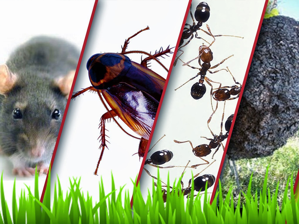 Majestic Pest Control of Hicksville | 108A New South Rd, Hicksville, NY 11801, USA | Phone: (516) 218-6470