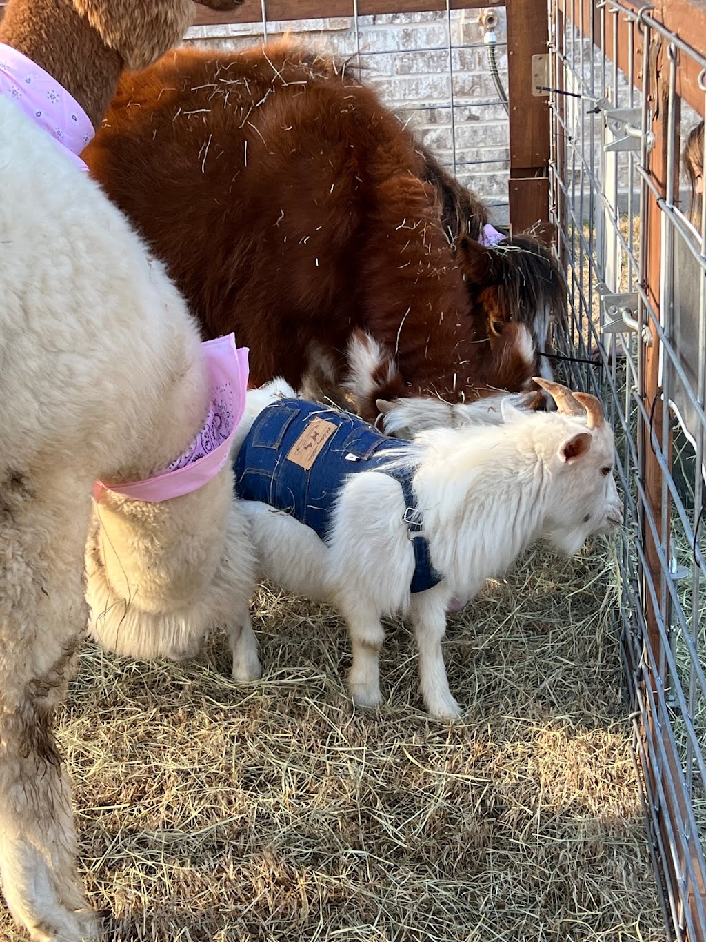 Air Ponies- DFW Mobile petting zoo,pony rides and more | 11470 Gordon Ln, Mabank, TX 75147, USA | Phone: (469) 441-1994