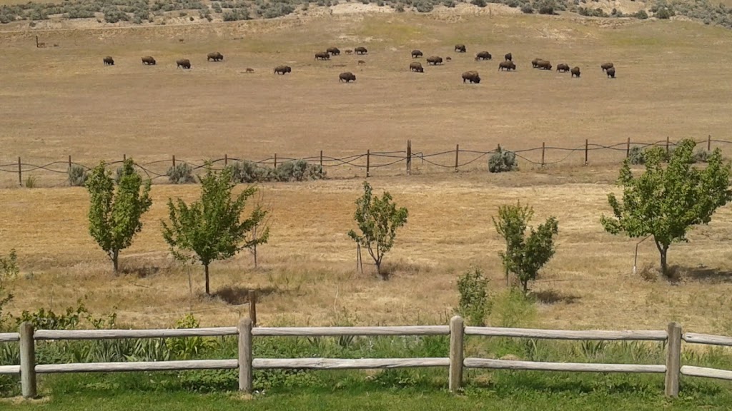Mayfield Bison Ranch | 650 S Prairie Grass Dr, Boise, ID 83716, USA | Phone: (208) 440-0184