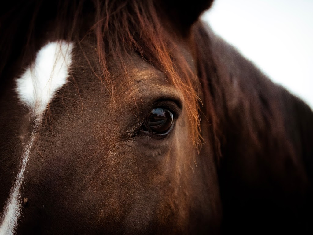 White Fences Equestrian Center | 10908 Jones Rd, Manor, TX 78653, USA | Phone: (512) 865-8281