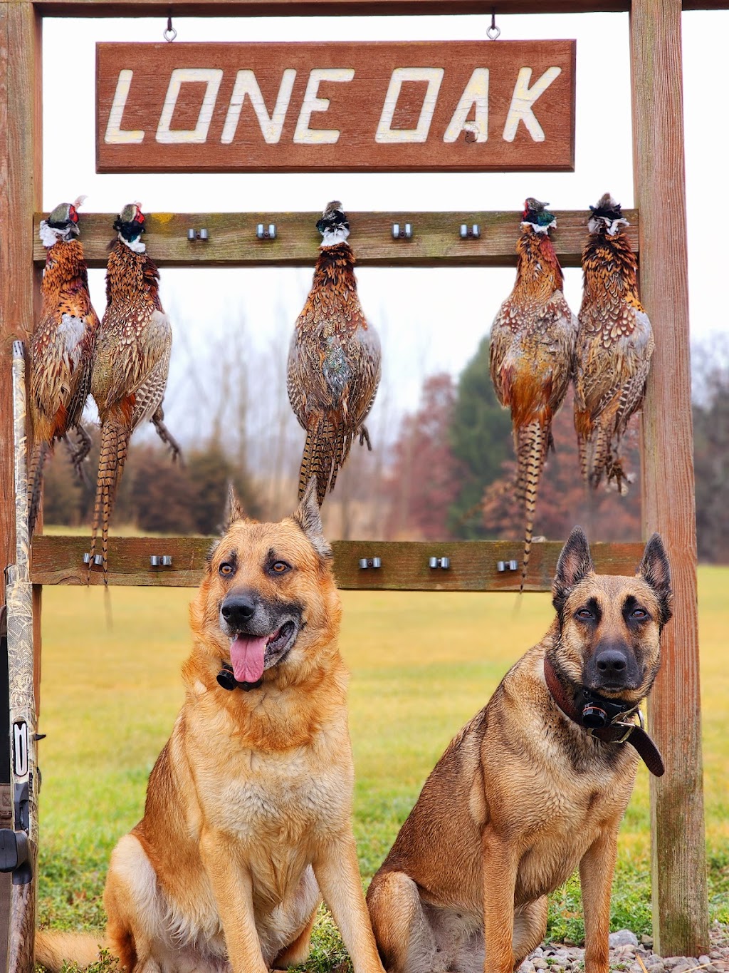 Lone Oak Farm | 3318 Panhandle Rd, Delaware, OH 43015, USA | Phone: (740) 363-7219