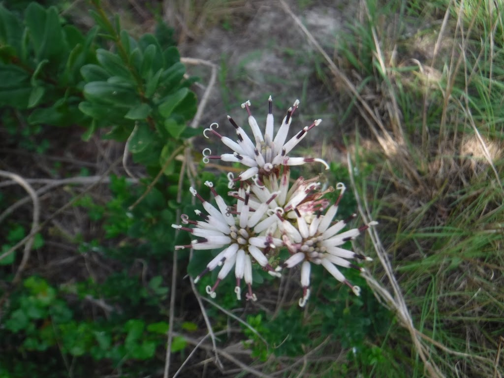 Lake Marion Creek Horseshoe Scrub Tract | Davenport, FL 33837, USA | Phone: (561) 686-8800