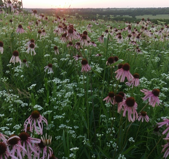 The High Point Park & Wildflower Preserve | 2233 Old Josephine Rd, Farmersville, TX 75442, USA | Phone: (972) 832-6565