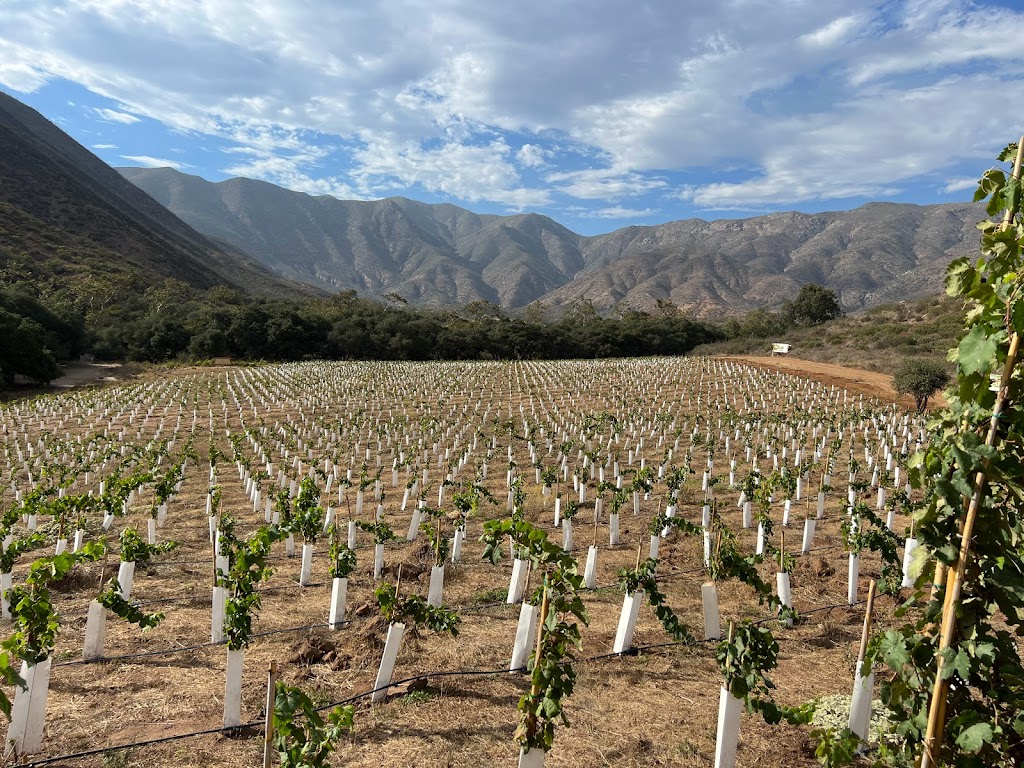 Taelum | Parcela 6, Adolfo Ruiz Cortines, 22800 Ensenada, B.C., Mexico | Phone: 646 306 1005