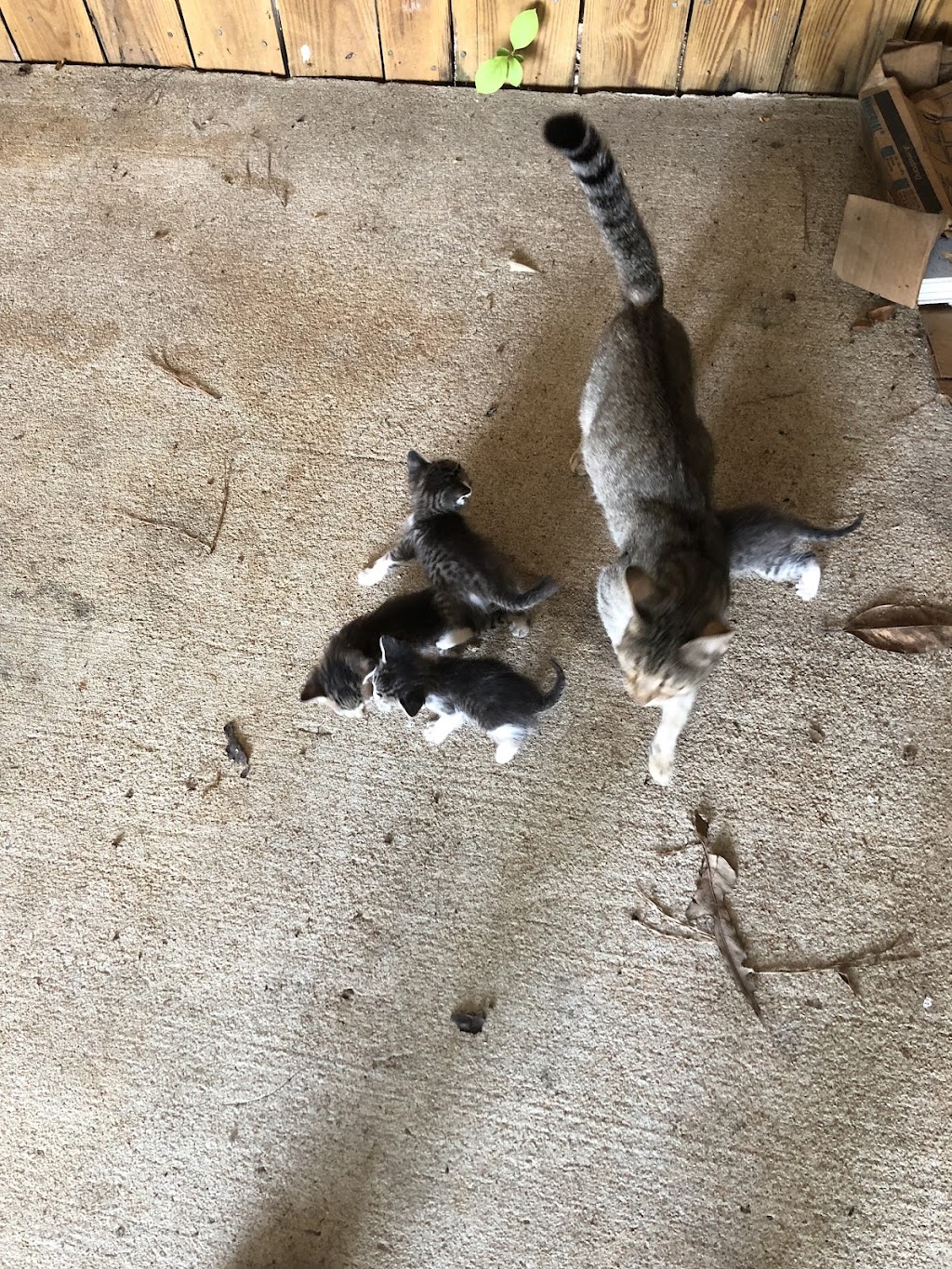 Alabama Animal Adoption Society | 2808 Crescent Ave, Birmingham, AL 35209, USA | Phone: (205) 871-6351