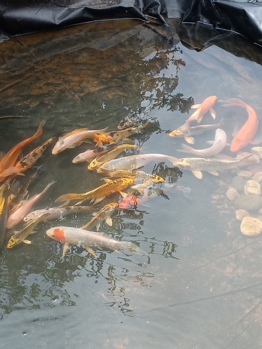 FB Quail and Koi Farm | 22713 Scotia Ln, Moreno Valley, CA 92557, USA | Phone: (951) 406-3884