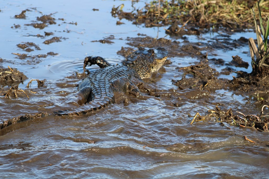 Ragin Cajun Airboat Tours | 10090 US-90, Luling, LA 70070, USA | Phone: (504) 436-8000