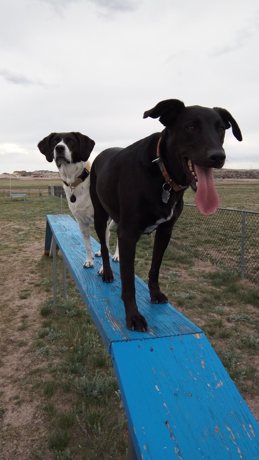 Wolf Ranch Dog Park | 8701 Wolf Recreation Point, Colorado Springs, CO 80924, USA | Phone: (719) 597-9653