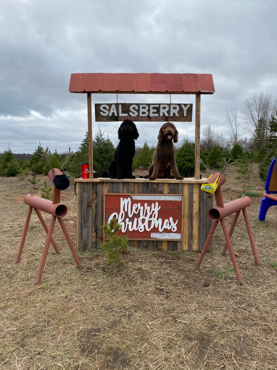 Salsberry Christmas Trees | 4595 Co Rd M, Delta, OH 43515, USA | Phone: (419) 826-6161