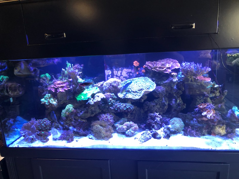 Orange County Reef Care | 13602 Milton Ave, Westminster, CA 92683, USA | Phone: (714) 262-9384