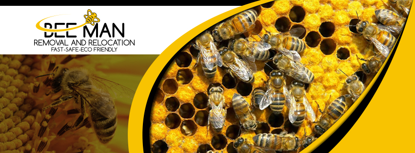 Bee Man Removal and Relocation | 1104 Highland Dr, Del Mar, CA 92014, USA | Phone: (844) 323-3626