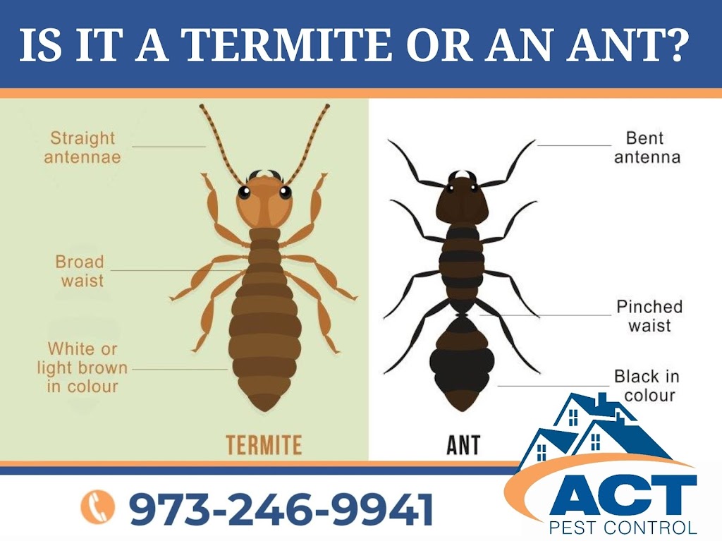 Act Pest Control Corp | 106 Newark Pompton Turnpike, Little Falls, NJ 07424, USA | Phone: (973) 246-9941