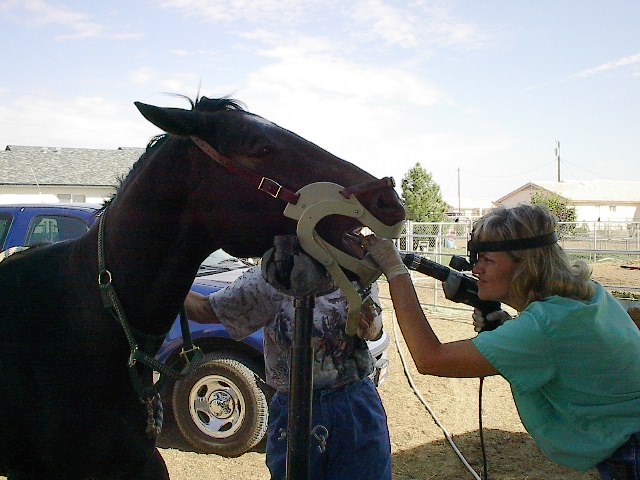 Durango Equine Veterinary Clinic | 20908 W Durango St, Buckeye, AZ 85326, USA | Phone: (623) 386-2928