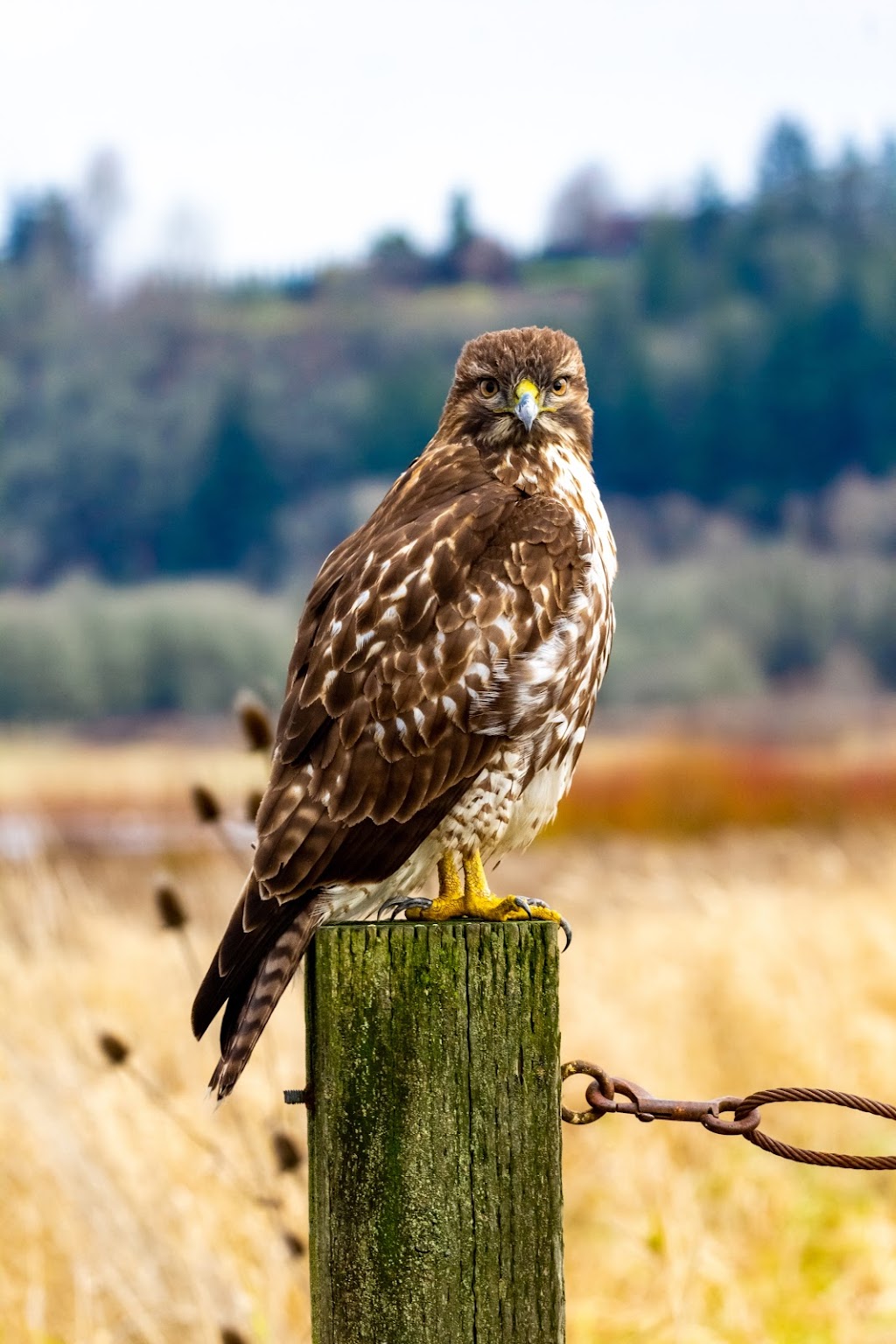 Ridgefield National Wildlife Refuge | 28908 NW Main Ave- Carty Unit & 1071 S Hillhurst Rd.- River S Unit, Ridgefield, WA 98642, USA | Phone: (360) 887-4106