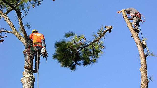 Troyer Tree Service | 6742 Richardson Rd, Sarasota, FL 34240, USA | Phone: (941) 371-7452