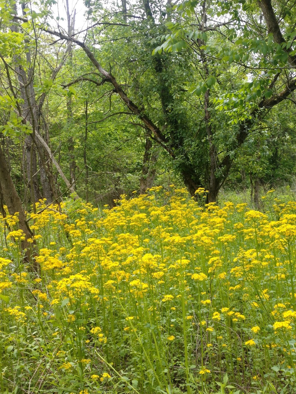 Vandolah Nature Preserve - ACRES Land Trust | 16151 Tother Rd, Leo, IN 46765, USA | Phone: (260) 637-2273