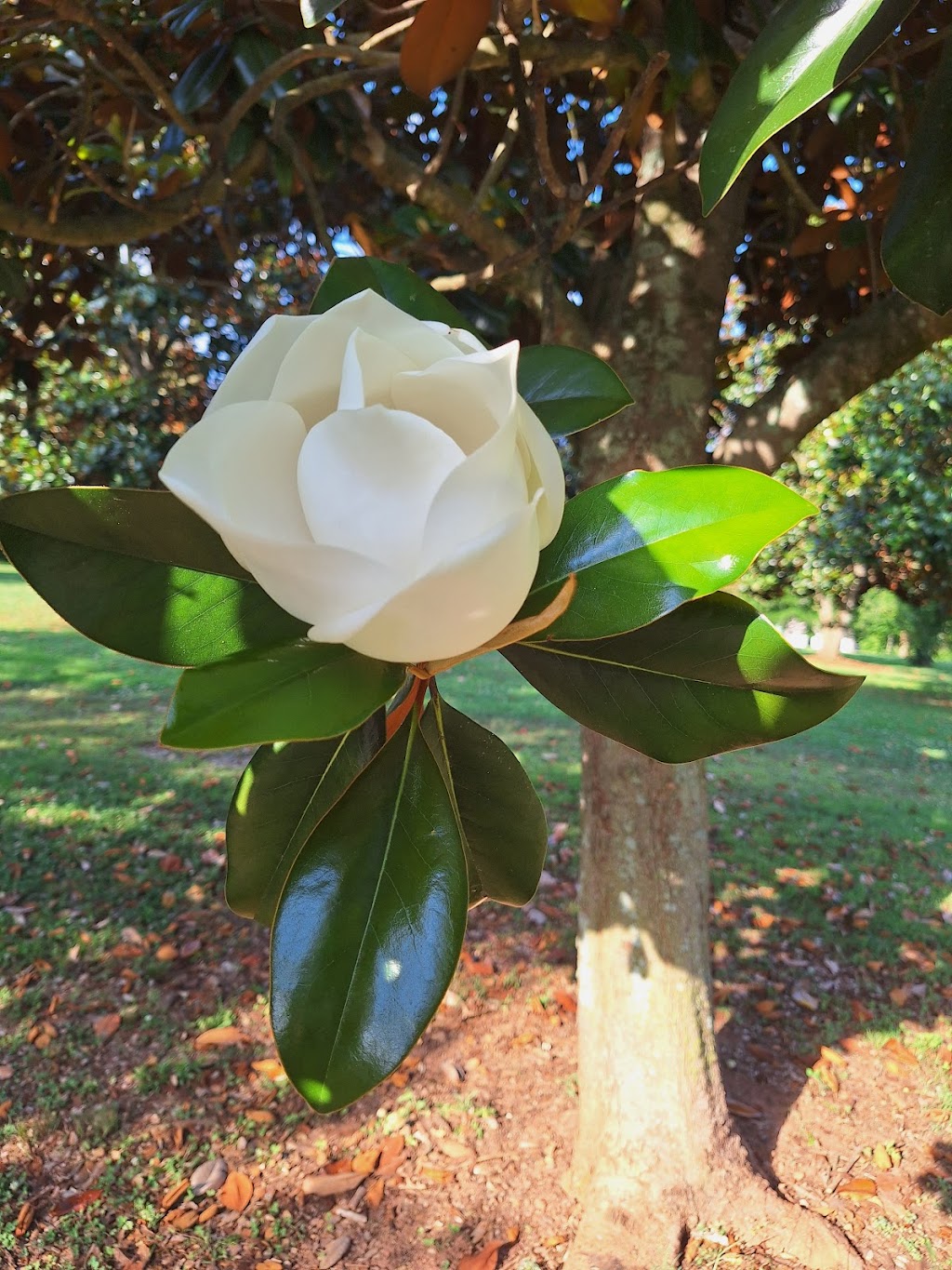 Hickory Trails Park | 3884 Hickory Rd, Canton, GA 30115, USA | Phone: (770) 924-7768