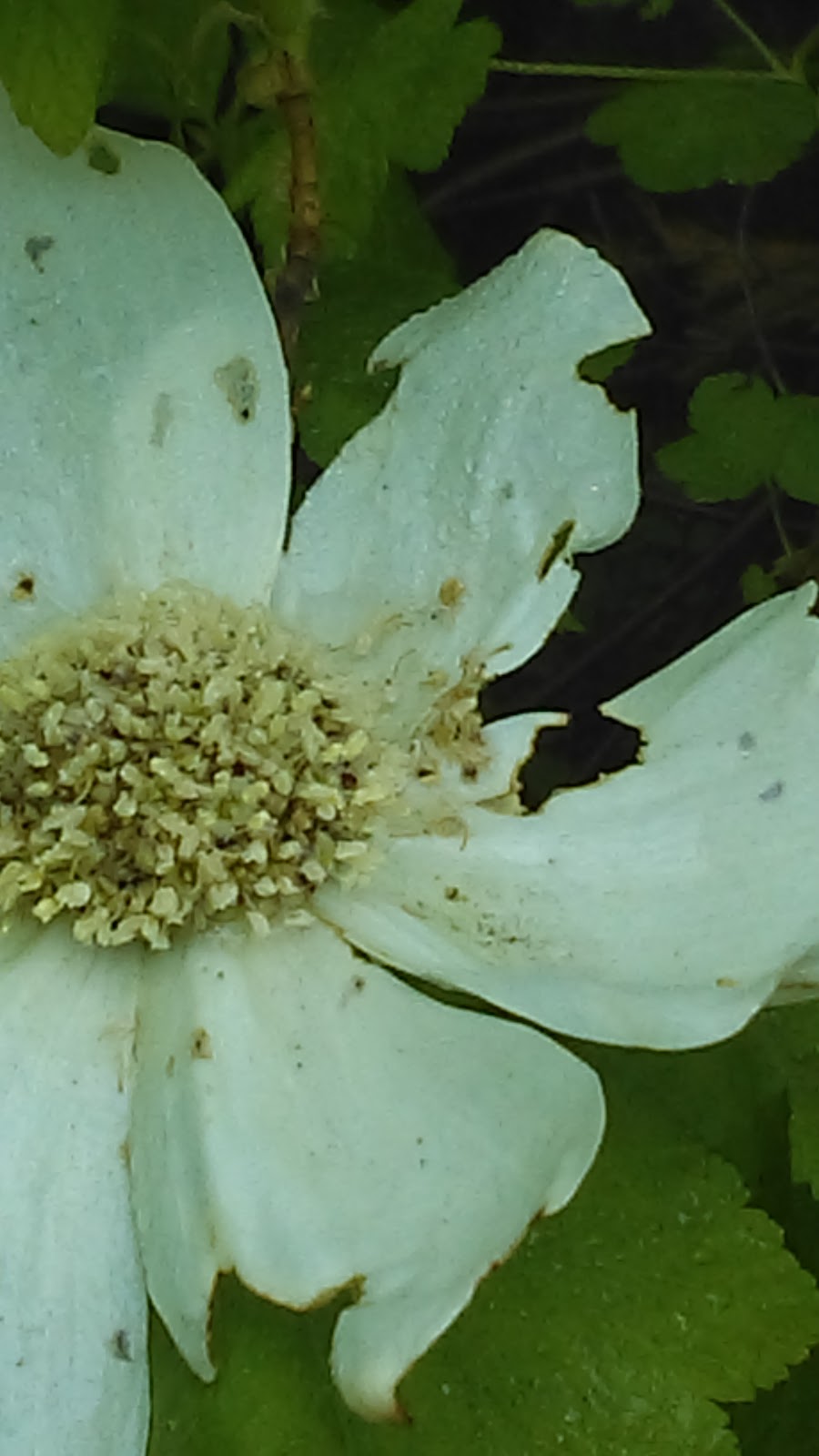 Shaver Lake Power Center | 42157 Tollhouse Rd, Shaver Lake, CA 93664, USA | Phone: (559) 841-2411