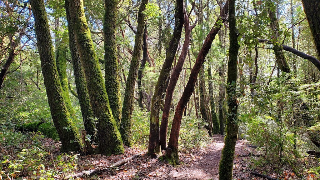 South Parking Lot | Purisima Creek Redwoods | Purisima Creek Trail, Redwood City, CA 94062, USA | Phone: (650) 691-1200