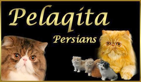 Pelaqita Persian Cats & Persian Kittens | 10043 New Salem Rd NE, Pleasantville, OH 43148, USA | Phone: (740) 467-3096