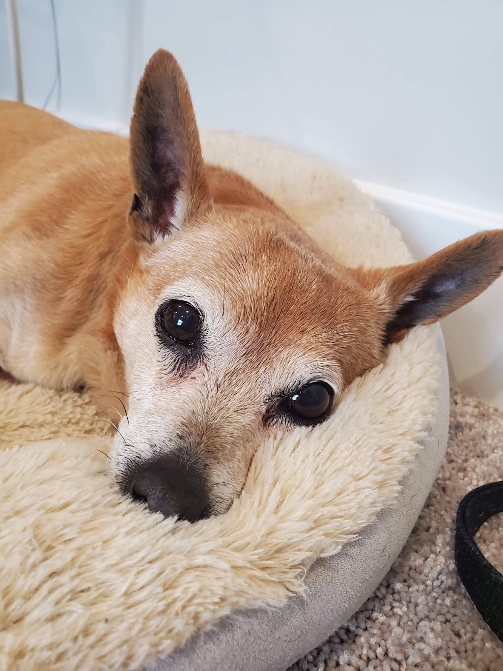 Alpha Veterinary Clinic | 2515 Dayton Xenia Rd, Beavercreek, OH 45434, USA | Phone: (937) 426-9232