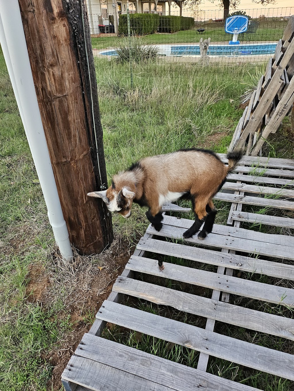 Heritage Veterinary Clinic | 4392 S FM 51, Decatur, TX 76234, USA | Phone: (940) 626-8284