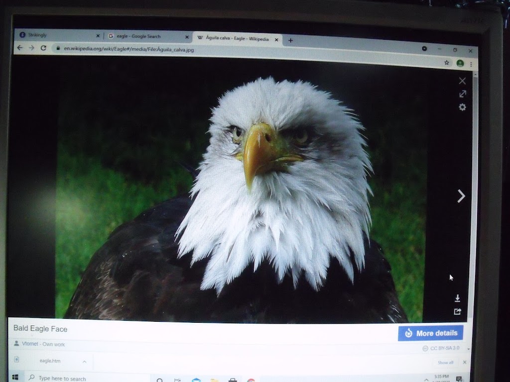 Bear Claw Treehouse | 6621 AL-23, Springville, AL 35146, USA | Phone: (205) 960-8215