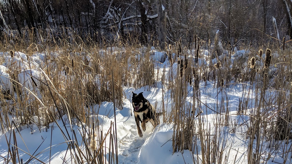 Woodview Off-leash Dog Area | Larpenteur Ave W, Roseville, MN 55113, USA | Phone: (651) 748-2500