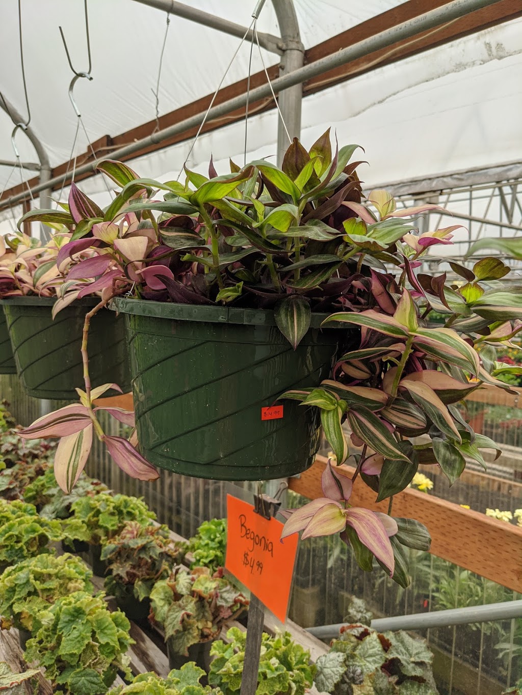 Chapmans Greenhouse and Nursery | 14002 NE 117th Ave, Vancouver, WA 98662, USA | Phone: (360) 892-1405