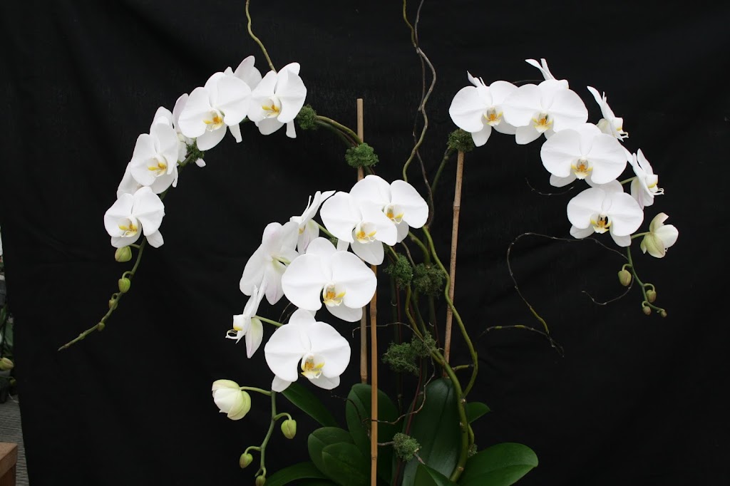Venamy Orchids | 1460 NY-22, Brewster, NY 10509, USA | Phone: (845) 278-7111